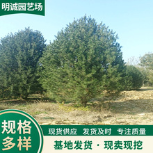 种植基地 常年供应 白皮松 规格多样 实地选苗 专业发货