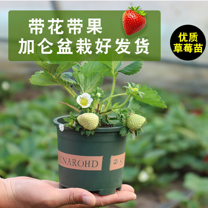 Cream strawberry seedlings are planted indoors and outdoors in the…