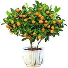 ���ӷN��ɰ�����Ѹ̽��ѽ�۸��������Ե���ͥԺ�ļ��߮aζ���