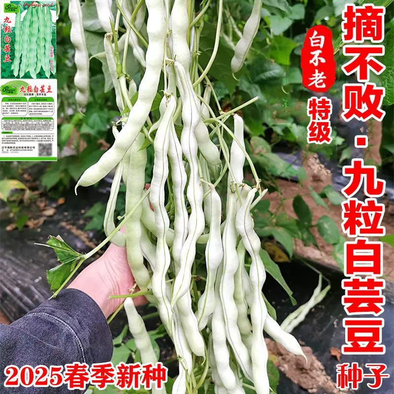 Семена белой фасоли «Harvest nine», раннеспелые и высоковысокопродуктивные, подходят для выращивания в любое время года.