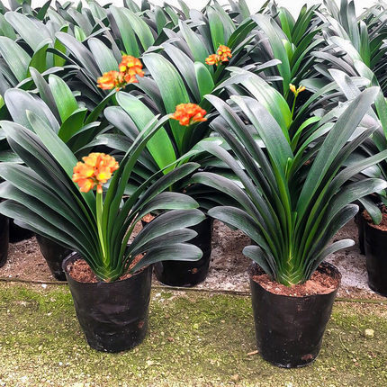 批发君子兰盆栽兰花花苗绿植盆栽室内花卉君子兰苗植物君子兰花苗