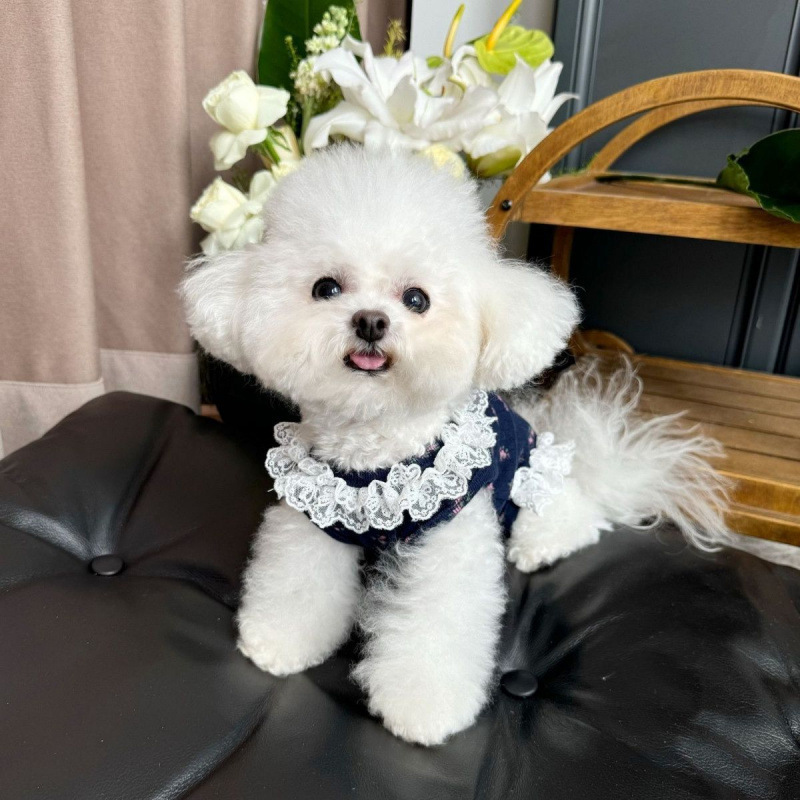 可爱萌宠秋冬背心护肚衣狗狗猫咪花边袖小型犬泰迪雪纳瑞犬四脚衣|undefined