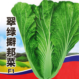 Northeastern Cabbage Seeds, Rice Bag Cabbage Seeds, Round-Leaf Cabbage Rice Bag, Dipping Sauce, Cabbage Seeds, High Yield