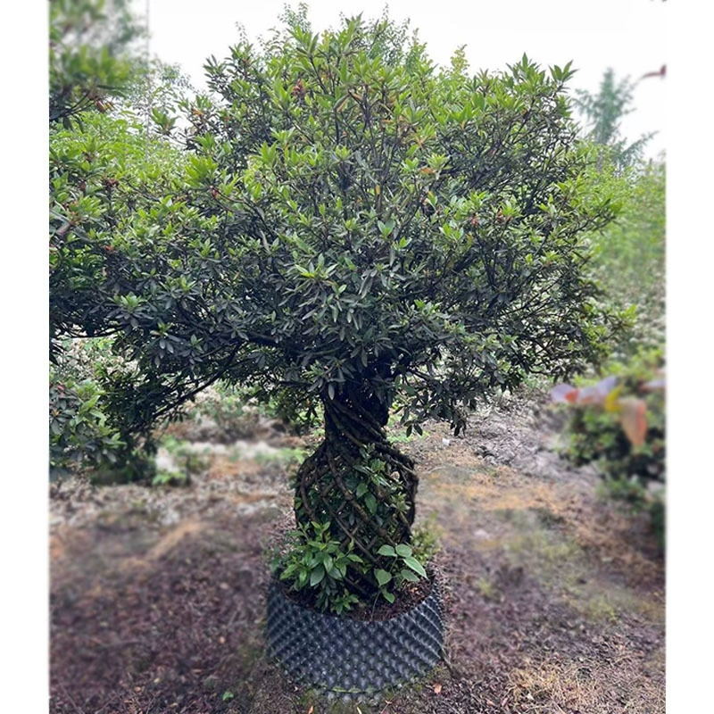 Ваза из рододендрона Рододендрон ткацкое растение Весенняя кукушка Чэнду Ландшафтный проект озеленения Рассада Двор цветы и деревья