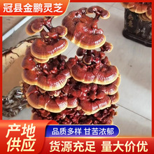 灵芝盆景 灵芝摆件 室内办公室摆件 山东 批发 活灵芝大盆栽