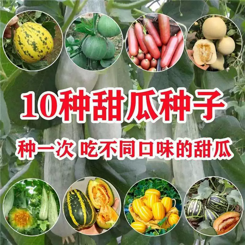 Семена дыни, семена сладкой дыни, семена тонкокожей дыни, хрустящие семена дыни, семена раннеспелой высокоурожайной дыни с роговым медом.