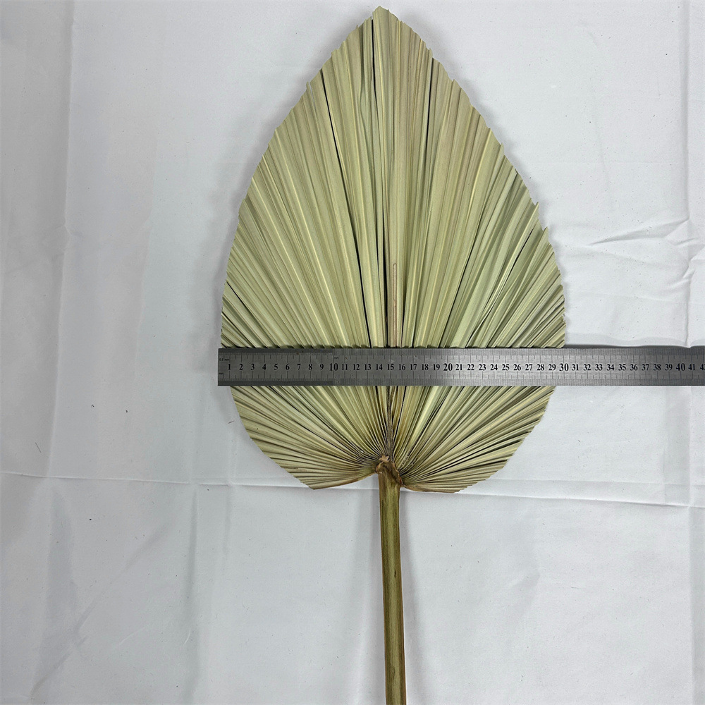 Fuente de la fábrica flor seca hoja de cola hoja de palma color primario planta girasol hoja ventilador decoración suave decoración de la boda centro comercial adornos