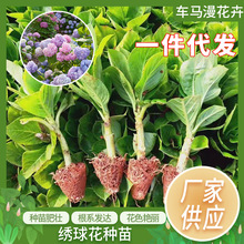 云南直发绣球花苗小苗10棵装无尽夏四季开花盆栽花卉植物室内花