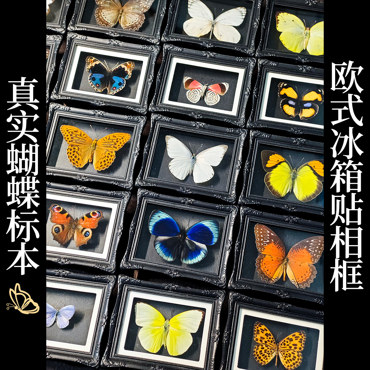 真蝴蝶标本欧式相框居家摆件创意朋友闺蜜生日礼物科普教学冰箱贴