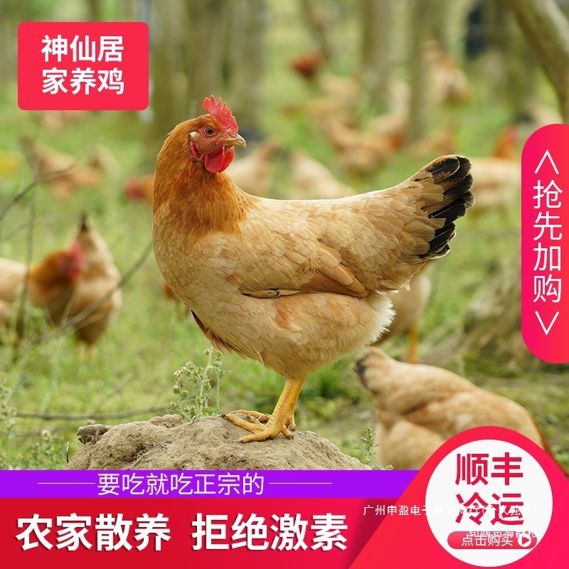顺丰包邮散养仙居三黄鸡土鸡黄油老母鸡活鸡鸡苗现杀孕妇月子鸡胸