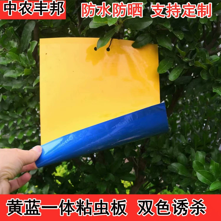 Желто-синее в одном глиняном пластинке двухсторонний липкий летящий червь белокрылка трипс в теплице