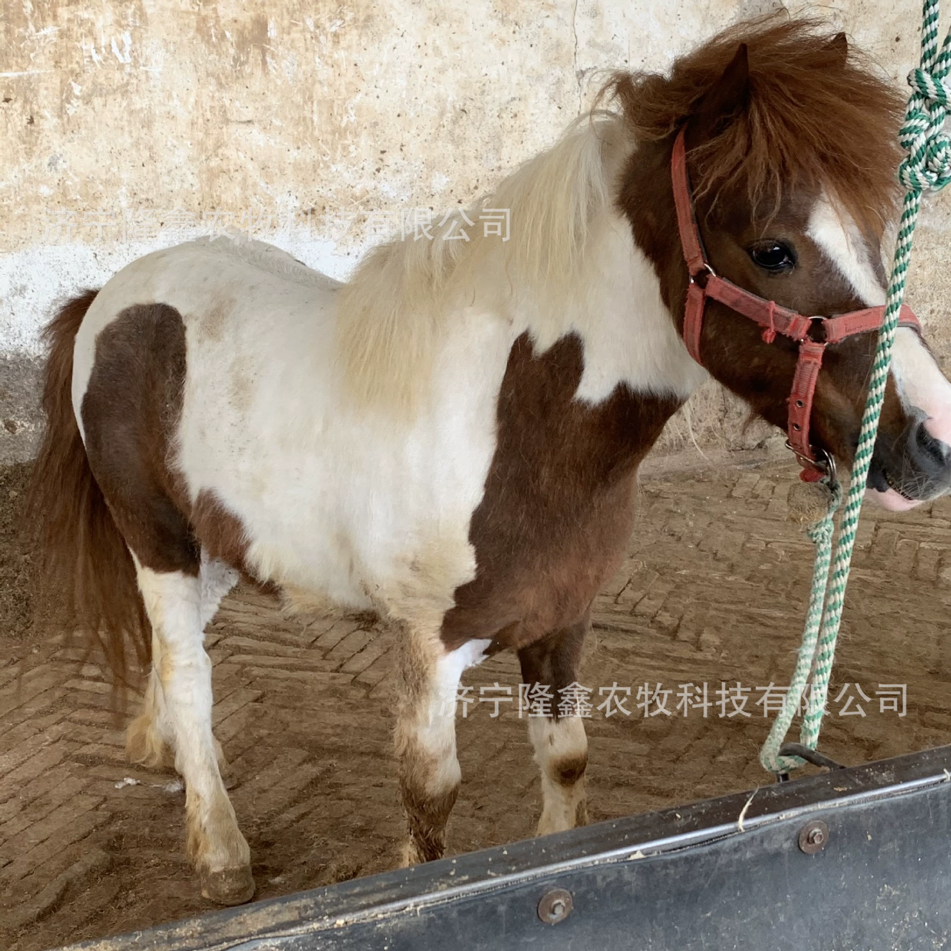 Сколько стоит маленький пони? Где находится ферма пони.