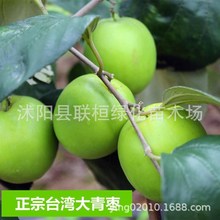 ɢbN ӷN ̨𗗷NӶNӼ̨ͥͥԺ