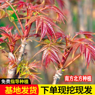 �㴻��t���㴻�����㴺��Ę������r�����ʳ���㴺ѿ���㴻���m