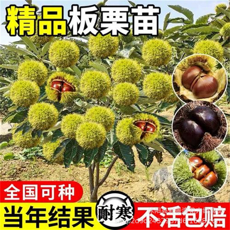 板栗苗树嫁接地栽南方北方种植大红袍当年结果特大板栗树果树果苗