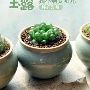 High-Quality Succulent Flower Potted Twelve Volumes of Jade Dew Succulent Plants Indoor Potted Office Green Plants Desktop Easy to Maintain