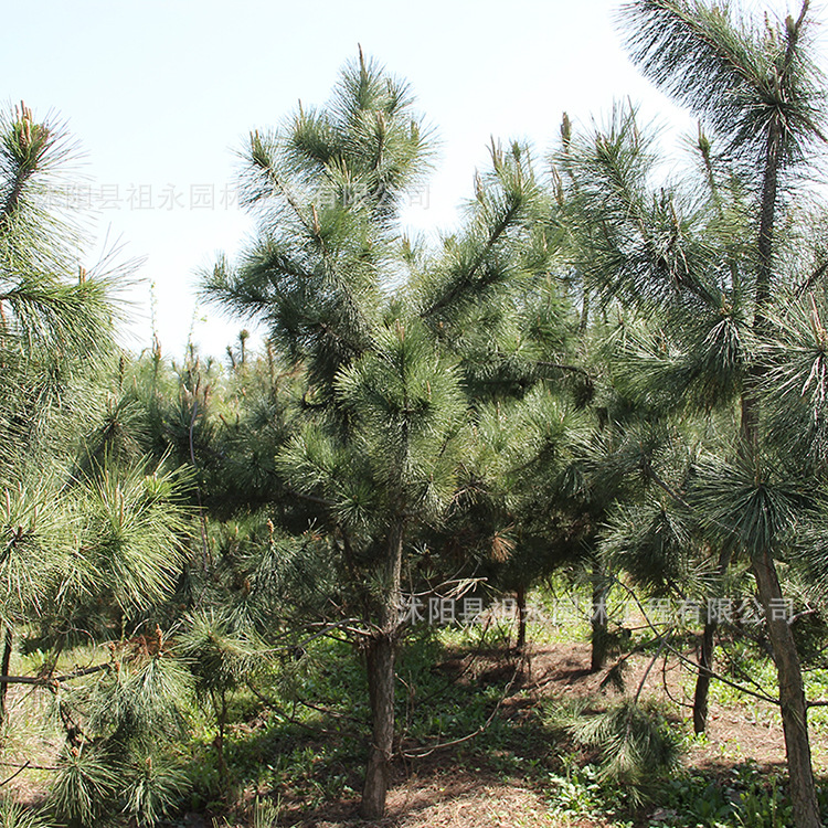 苗圃批发油松树苗各种规格油松苗 优质绿化用苗白皮松 黑松树