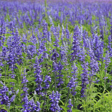 �{����β�ݻ��N�Ѷ�����һ���{���N���ͺ��̨���Ի������ļ����N