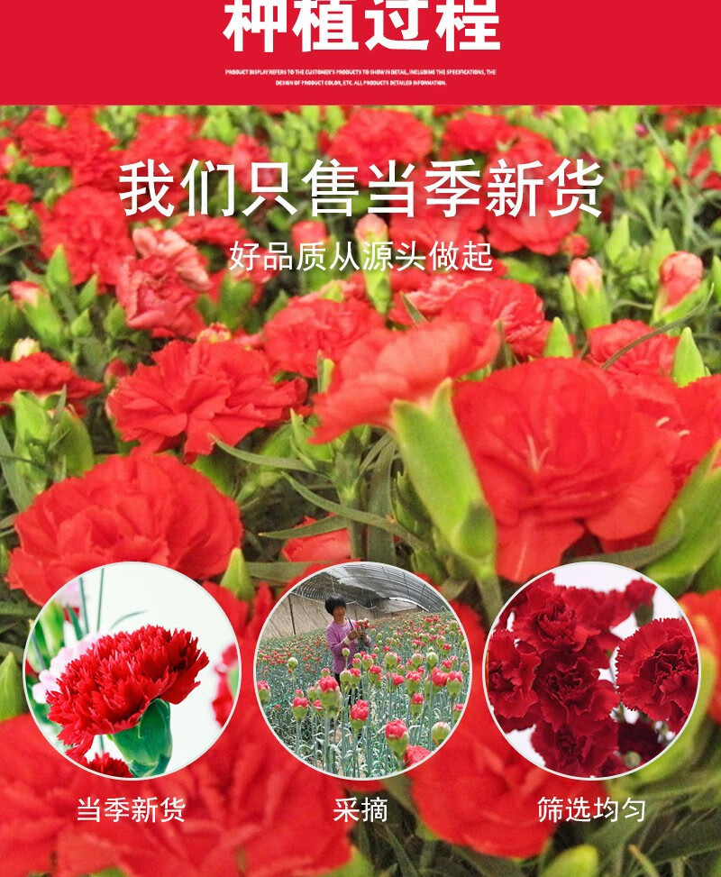 Dried Carnation Flower Tea 500g Kang Nai Xin Herbal Floral Infusion Natural Sun Dried Yunnan specifications
