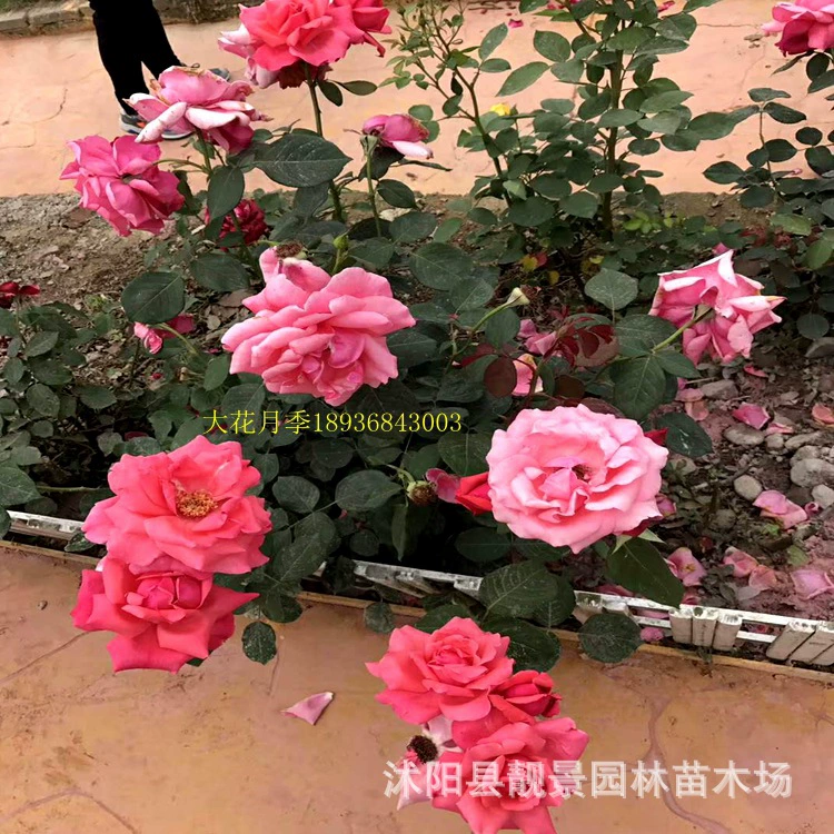 Кустарники Роза Радуга Четыре сезона Цветущая Роза В горшке Балкон Сад Вилла Цветочные растения Большие цветы