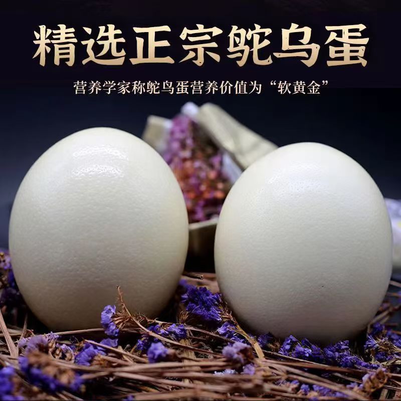 Fresh edible extra-large ostrich egg nutritional egg African ostrich holiday luxury gift nutritious delicious free-range raised