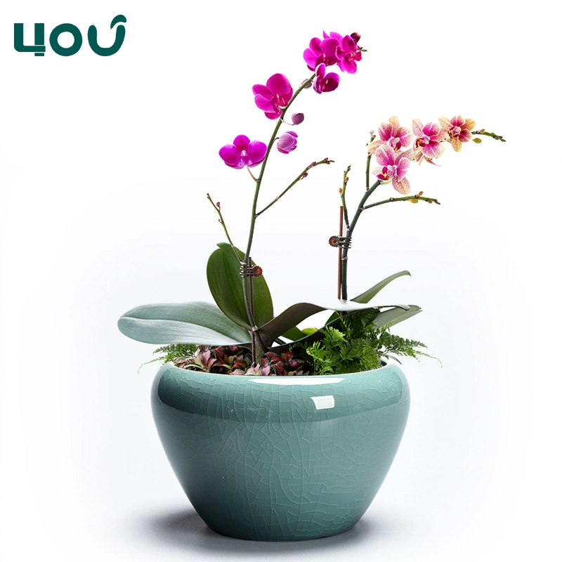 Зеленый укроп цветочный горшок керамический большой расклад Ge Kiln