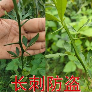 �²����ٷN���ך��N�Ӽ޽��F�h���B��վ�̇����G���h�ʠ���̘�