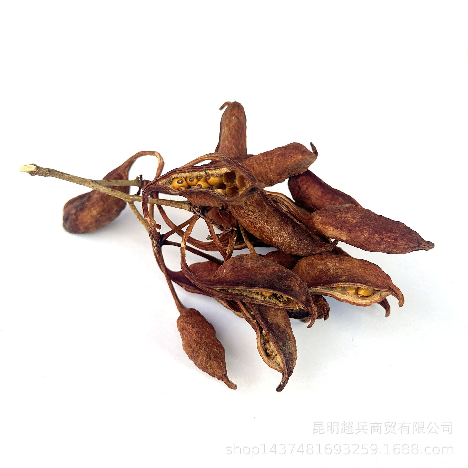 【开口角果实】果实类干花装饰进口干花干果