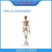 �О��t�� ��85����ȫ���Ǽܹǿƽ̌Wģ�� ���wȫ������ģ��