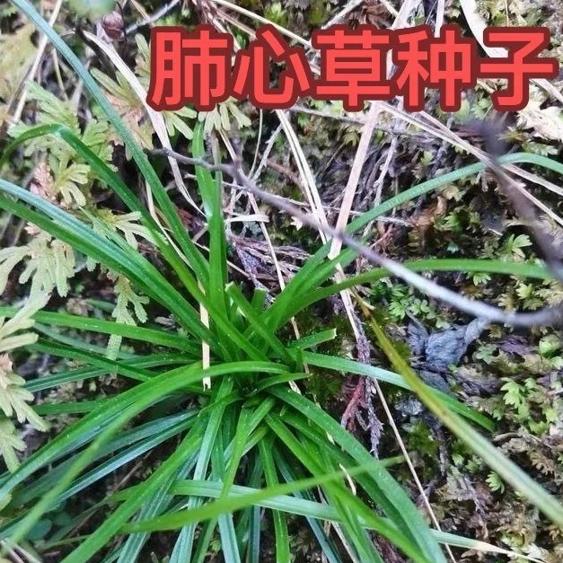 肺心草种子小肺心草肺筋草小肺筋草梅花草蛆儿草野生土瞿麦草种籽