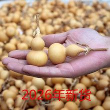 2026年天然手捻葫芦文玩把玩精品小葫芦美国草里金葫芦摆件工艺品