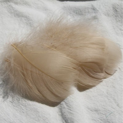 얕은 커피 (100 루트 배치)