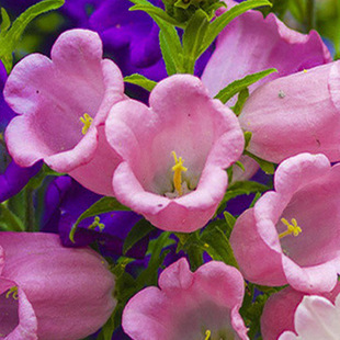 Campanula Flower Seeds Perennial Root Campanula Flower Easy to Grow in All Seasons Outdoor Courtyard Balcony Potted Autumn Sowing Flower