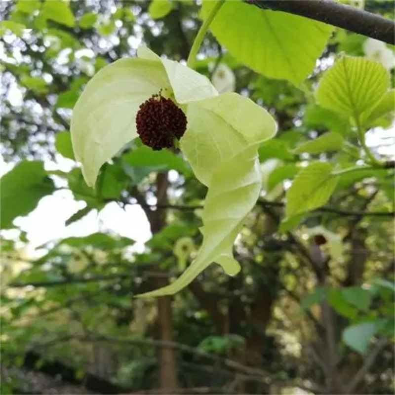 优质林木种子 珙桐种子别名水梨子，鸽子树种子，鸽子花树多年生