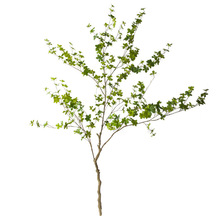 1.3�׷����ձ����R֦�l�廨�W�tֲ�������k���ҙ������޾Ӽ��b�