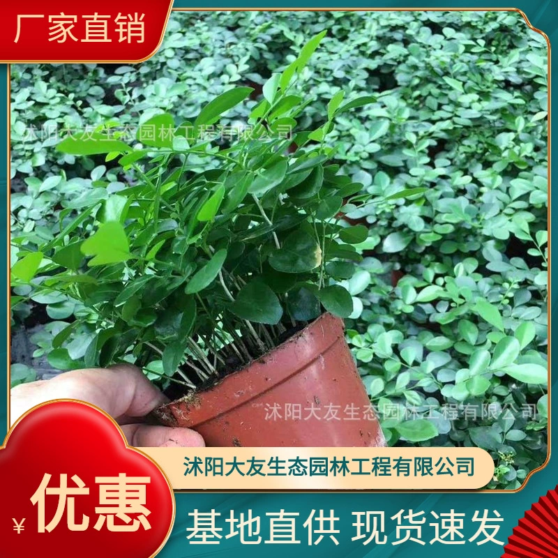 Jiulixiang база оптовых сортов собственного производства в комплекте с живописным ландшафтом инженерные Зеленые саженцы