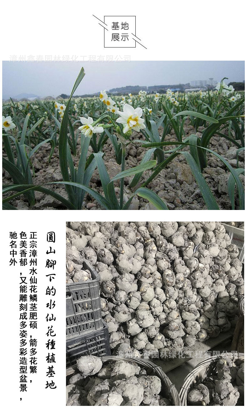 水仙花详情图_05