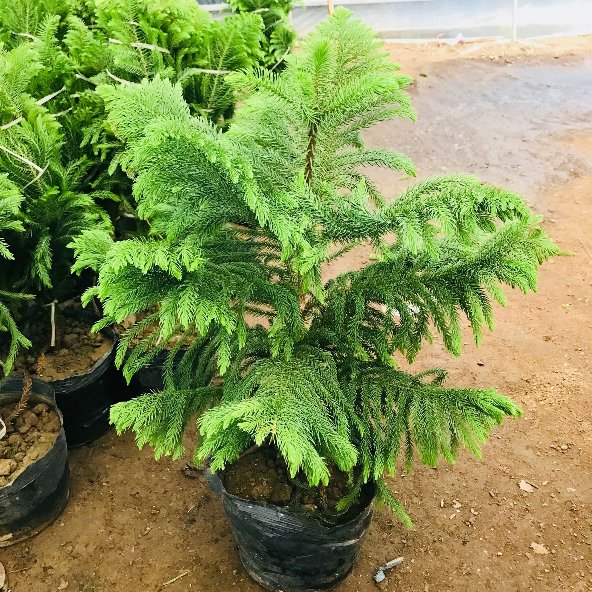 Оптовые продажи в теплицах Араукария в горшках, комнатная гостиная, вечнозеленые поглощающие формальдегид, цветы рождественской елки