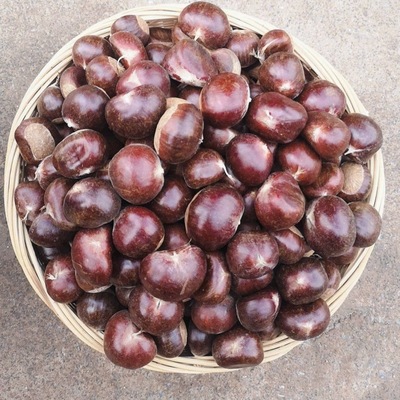 Chestnuts wholesale goods in stock 2022 Yunnan fresh Chinese chestnut Breed Boutique Chinese chestnut Farm Now pick Now send fresh