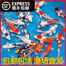锦鲤鱼活鱼冷水淡水观赏鱼金鱼风水招财鱼大小型鱼苗批发耐活鱼