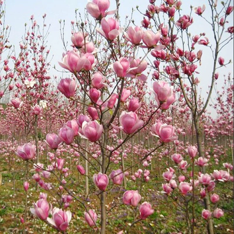 Собственное производство и продажа фиолетовый аромат магнолии ароматический проект озеленения садовой земли саженец прививка красная Магнолия Erqiao Магнолия