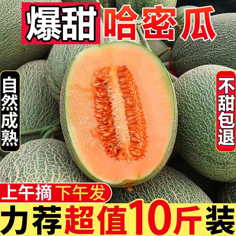 Authentic Hainan Cantaloupe 4.5kg Fresh Fruit Net Pattern Western Region Honeydew Melon No. 25 Old Man Melon Whole Box Sweet Melon 5kg
