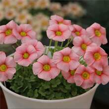 ���{�ݷN�� ���u�� ����Ʒ�N���{��OBϵ��Ȥζ��ֲ���˻����ױ���