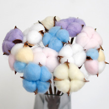 单头棉花干花带杆彩色白色天然真花单支材料花材花束装饰配花批发