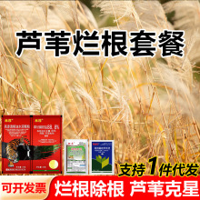 芦苇烂根专用专除套餐除草剂抗性芦苇草克星顽固芦苇除草烂根农药