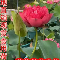 Саженцы корня лотоса, саженцы лотоса, лотос в горшках с водной культурой, большие съедобные декоративные водные лилии для пруда, семена лотоса в гидропонной чаше