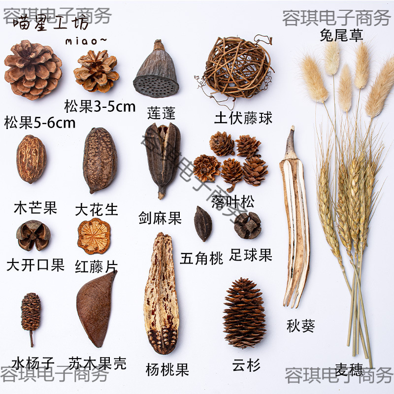 √【18元批发】猫咪丰容果实干果玩具橡果松果宠物用品天然植物丰|undefined
