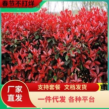 һlt~ʯ~ŮؑͥԺeGhͺֲļ׷N