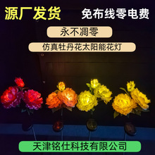 ���Sֱ�N�e��ͥԺ���@��ƺ�����b�̫���ĵ���������⾰�^������