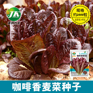 �S�Ҵ������l���������˷N�Ӽtɫ�h���ļ�����ɳ�������߲˷N��